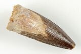 Spinosaurus Tooth - Real Dinosaur Tooth #199843-1